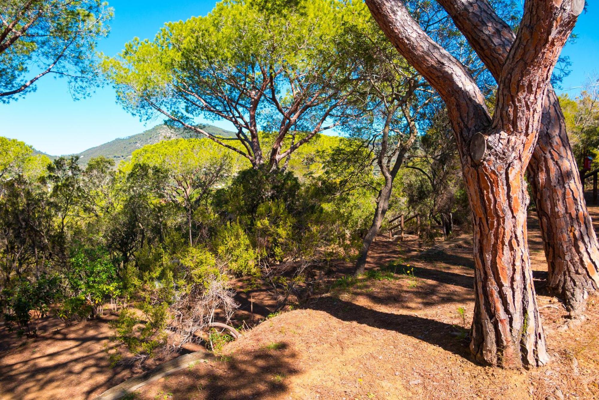 Camping Lacona Pineta Capoliveri  Extérieur photo