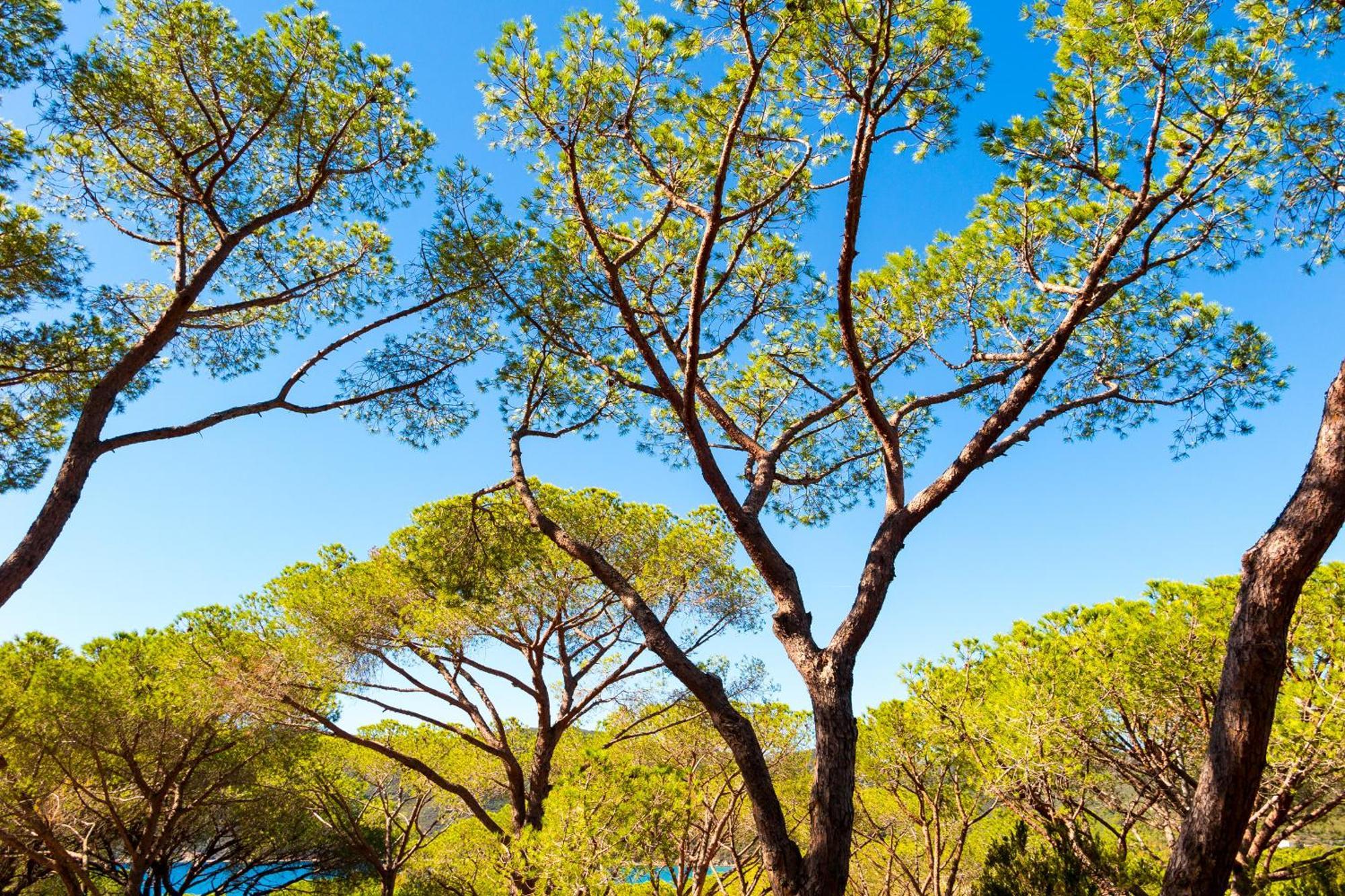 Camping Lacona Pineta Capoliveri  Extérieur photo